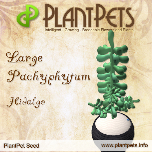 PlantPet Seed [Large Pachyphytum *Hidalgo*]