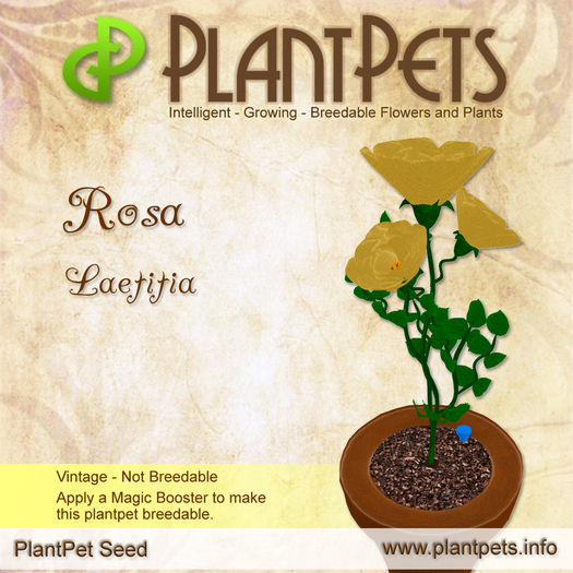 PlantPet Seed [Rosa *Laetitia*]