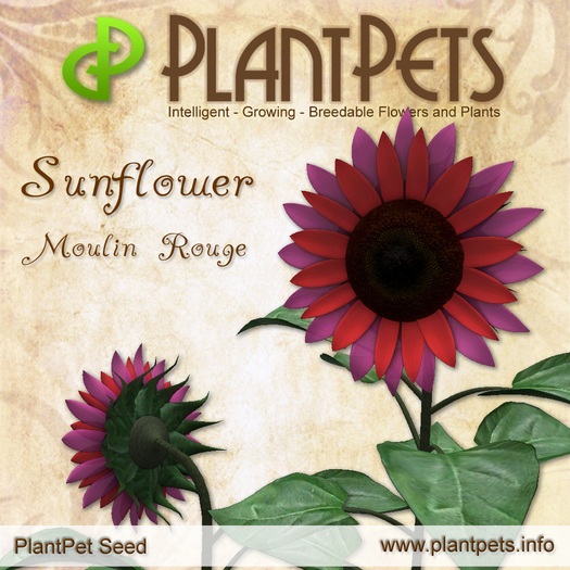 PlantPet Seed [Sunflower *Moulin Rouge*]
