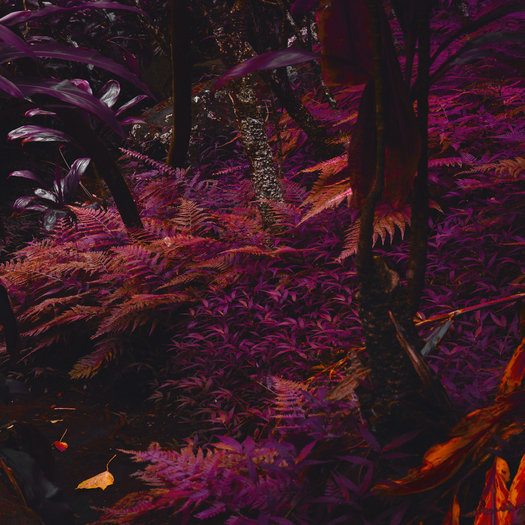 Purple Fern
