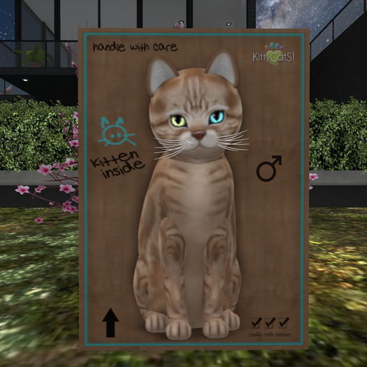 KittyCatS Box - New Born Kitten