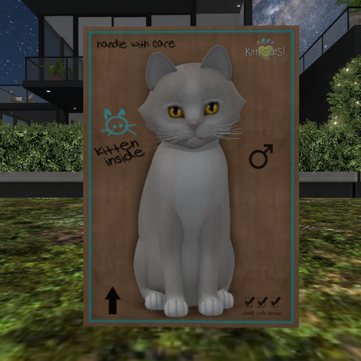 KittyCatS Box - New Born Kitten