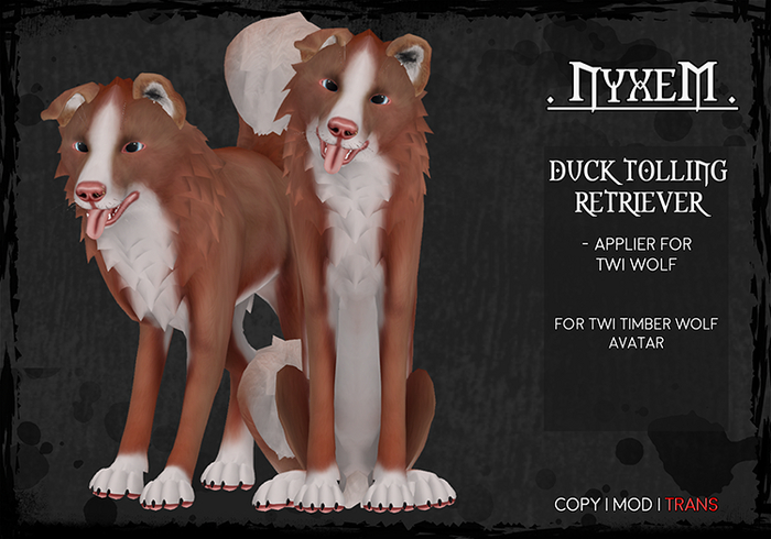 .NyxeM. // Duck Tolling Retriever 