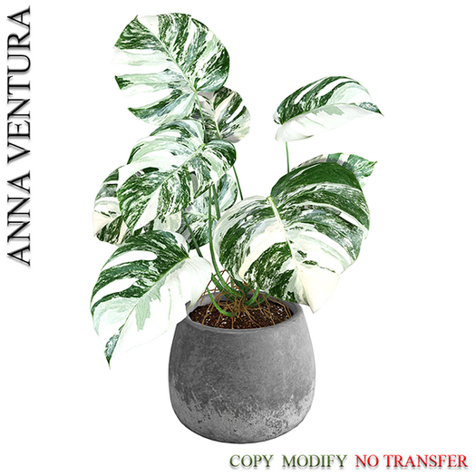 A.V _Houseplant _Monstera _01