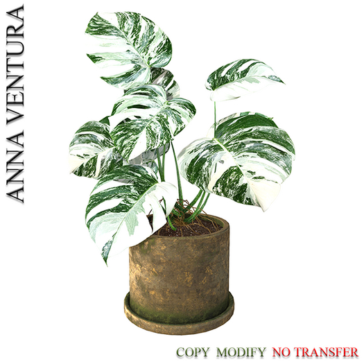 A.V _Houseplant _Monstera _03