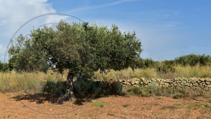 567 - Summer - Spain - Olive Tree - Land Divider - Privacy Screen