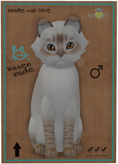 KittyCatS Box - Balinese - Chocolate Lynx