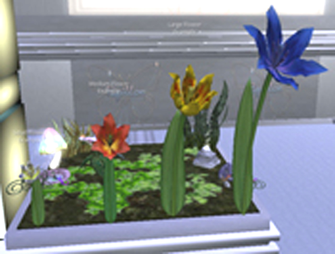 {Papillon} Me/Sma/Nor/Oom/ Tulip Plant