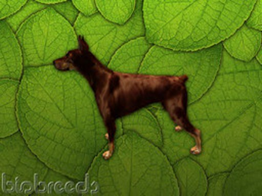 BB MinPin Box - Red - male