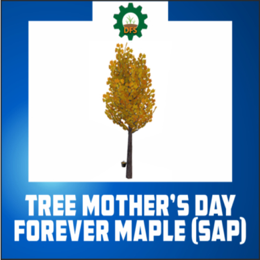 DFS Tree - Mother's Day Forever Maple (sap) (FSB #25)