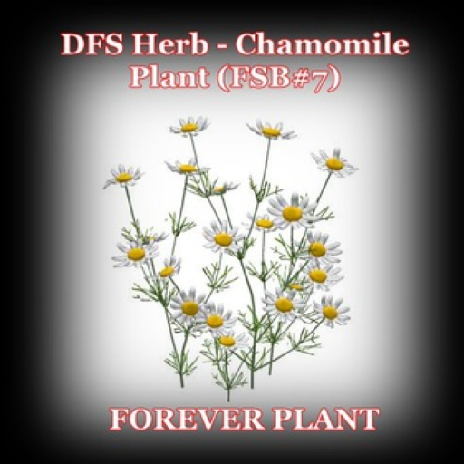 DFS Herb - Chamomile Plant (FSB#7)