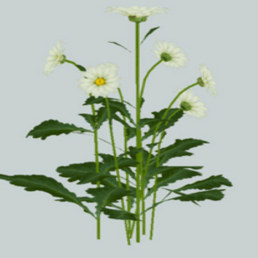 DFS Flowers - Daisy Plant White (FSB#3)