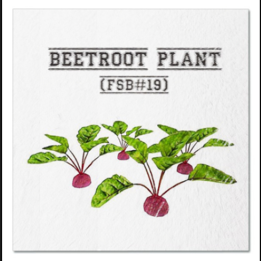 DFS Beetroot Plant (FSB#19)