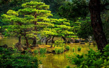 577 - Summer - Japanese Garden - Lake - Plants - Trees - Land Divider - Privacy Screen