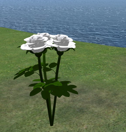 Rosenstrauss, weisse Rosen