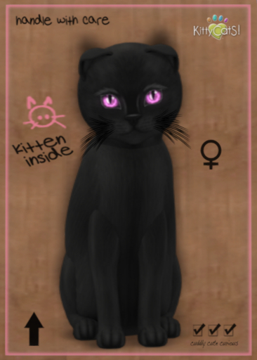 9T Russian Black - Gerbera Pink