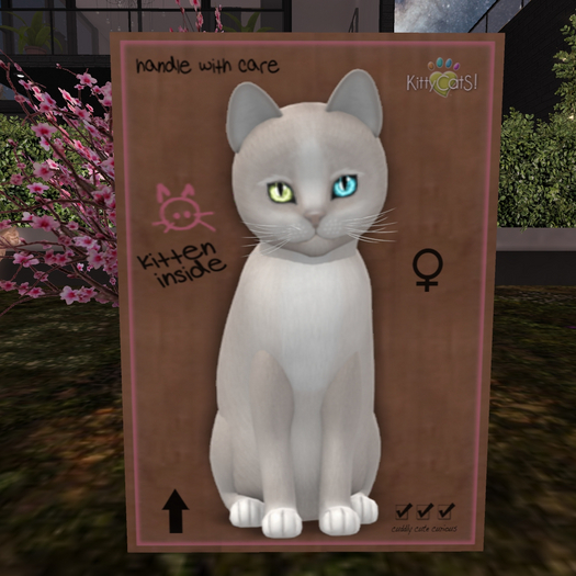 KittyCatS Box - New Born Kitten