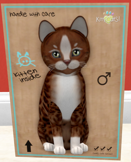 KittyCatS Box - New Born Kitten