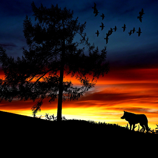 Wolf At Sunset