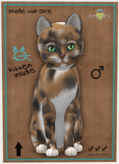 Maine Coon - Plush Calico Washed Male