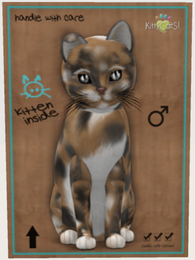 Maine Coon - Plush Calico Washed Male