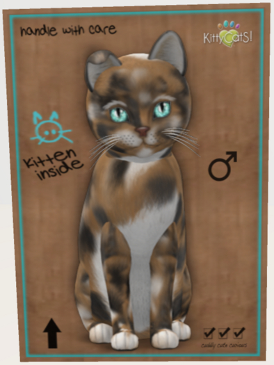 Maine Coon - Plush Calico Washed Male