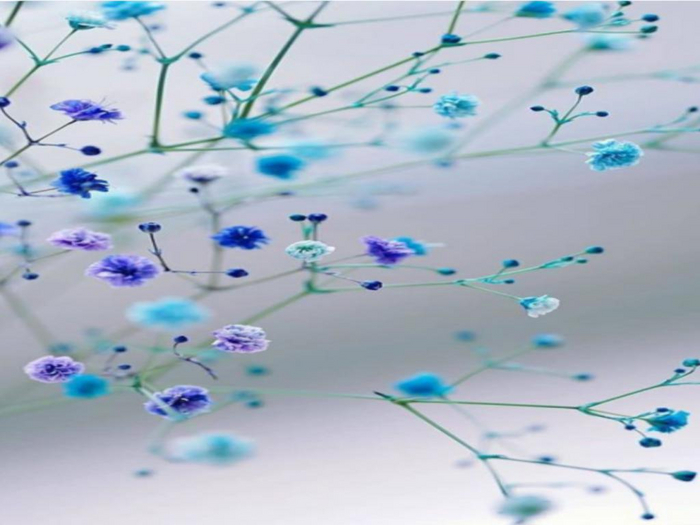 Dainty Delights Texture