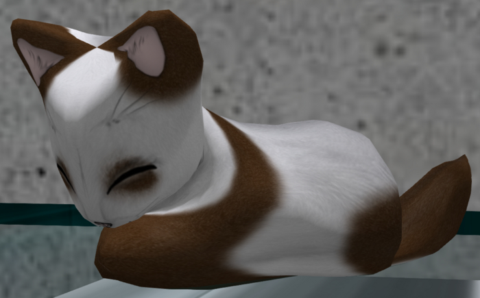 Stray Cats Kitten - Faboo Panda Choco (F)