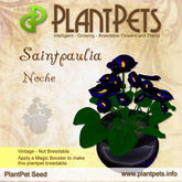 PlantPet Seed [Saintpaulia *Noche*] VINTAGE Common
