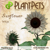 CHRISTMAS SALE - PROMO SALE - PlantPet Seed [Sunflower *White*] - common - free breeding - no extra costs
