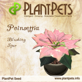 PlantPet Seed [Poinsettia *Blushing Star*] - common - free breeding - no extra costs