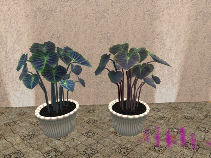 Potted Tarro plant