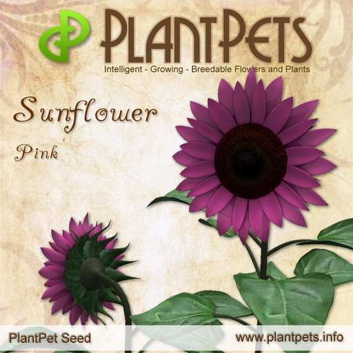 PlantPet Seed [Sunflower *Pink*] Common