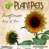 PlantPet Seed [Sunflower *Ring of Fire*] Rare Elite