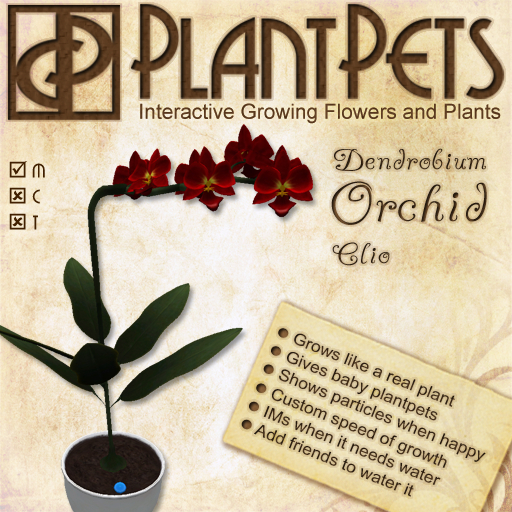 PlantPet Seed [Dendrobium Orchid *Clio*]