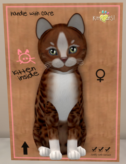 KittyCatS Box - New Born Kitten