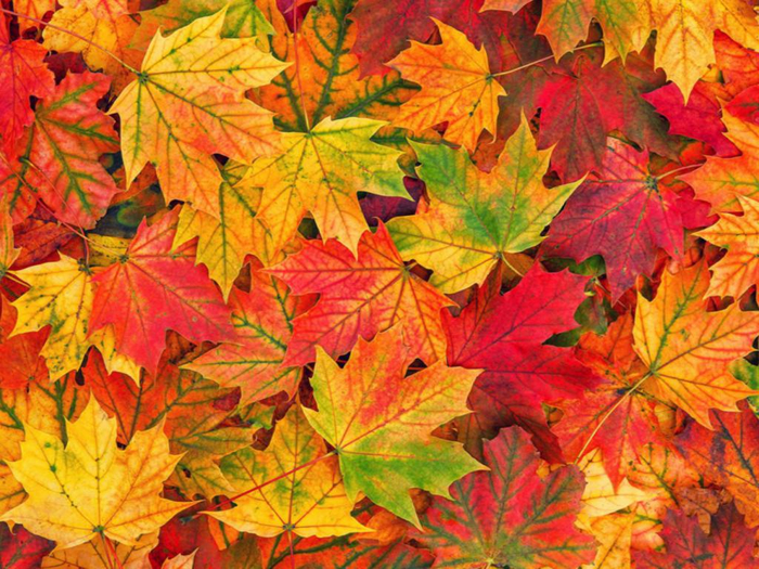 Autumn Leaves Texture