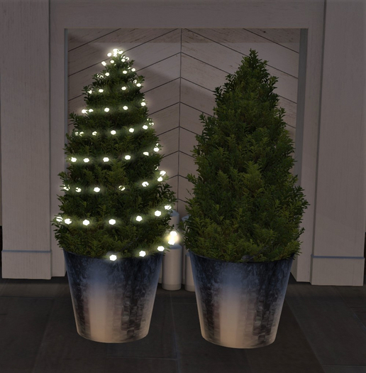 A.H. Potted Evergreens