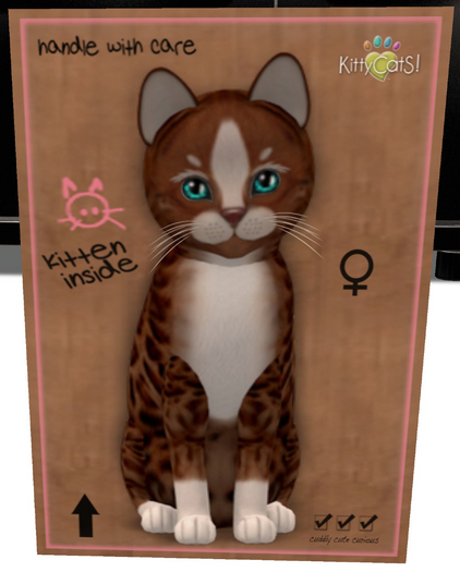 KittyCatS Box - New Born Kitten