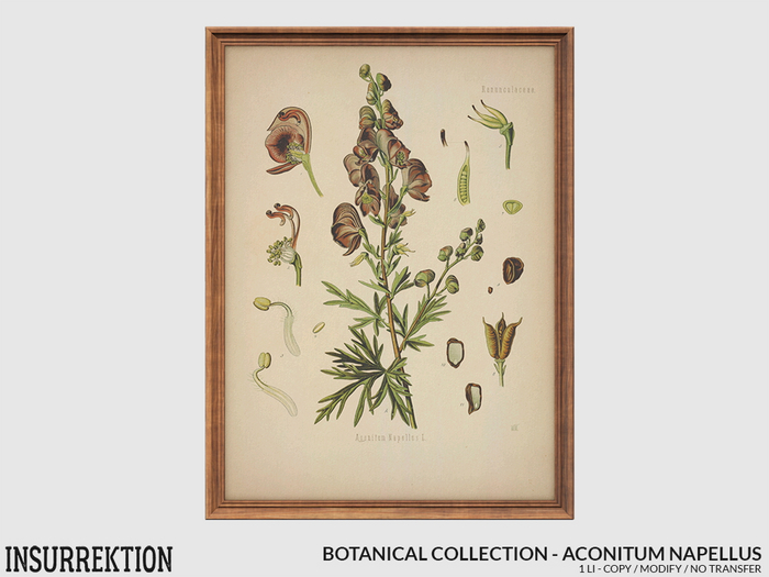 [IK] Botanical Collection - Aconitum Napellus