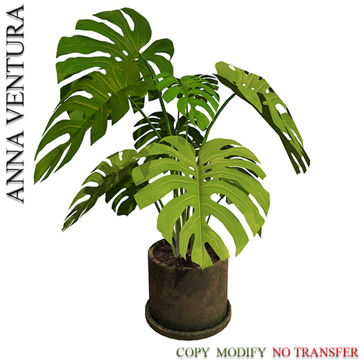 A.V _Houseplant _Monstera_06