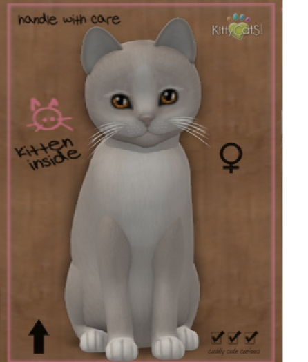 KittyCatS Box - New Born Kitten