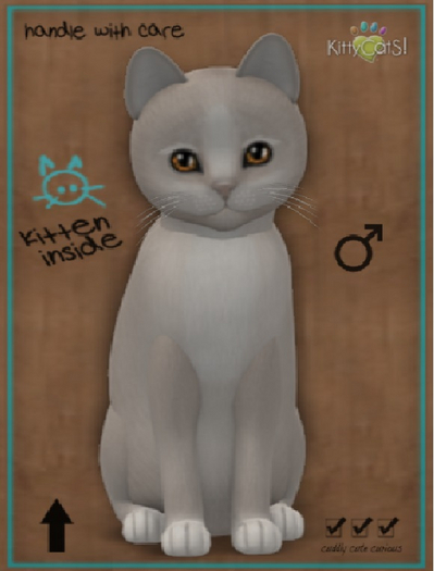 KittyCatS Box - New Born Kitten