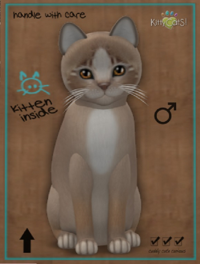 KittyCatS Box - New Born Kitten