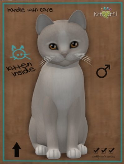 KittyCatS Box - New Born Kitten