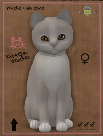 KittyCatS Box - New Born Kitten