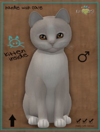 KittyCatS Box - New Born Kitten