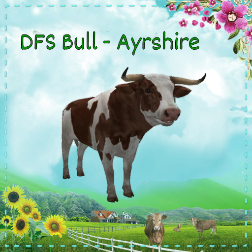DFS Bull - Ayrshire (TEXTURE)