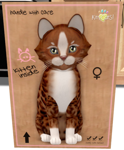 KittyCatS Box - New Born Kitten