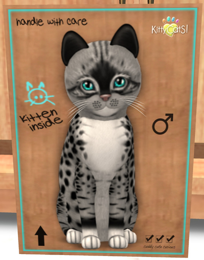KittyCatS Box - New Born Kitten
